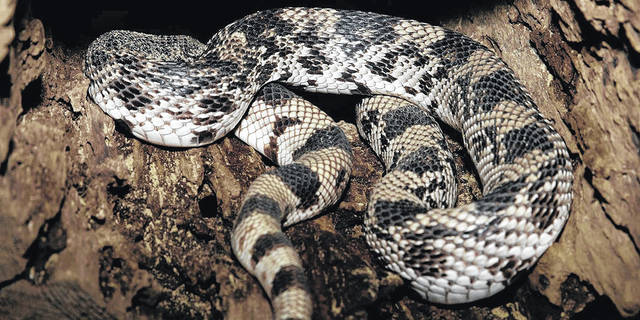 Wildlife puts out call for pine snakes | Sampson Independent