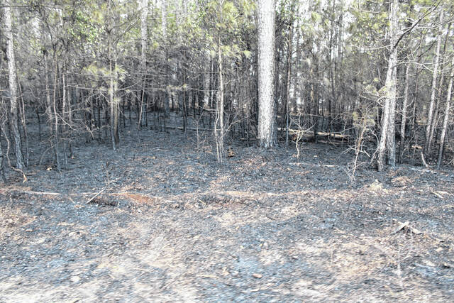 131387576_web1_IMG_6248
A wildfire damaged the woods near the old Greens Bridge golf course outside Garland last weekend. A ban on all outdoor burning is currently in effect for Sampson County until further notice.
File photo