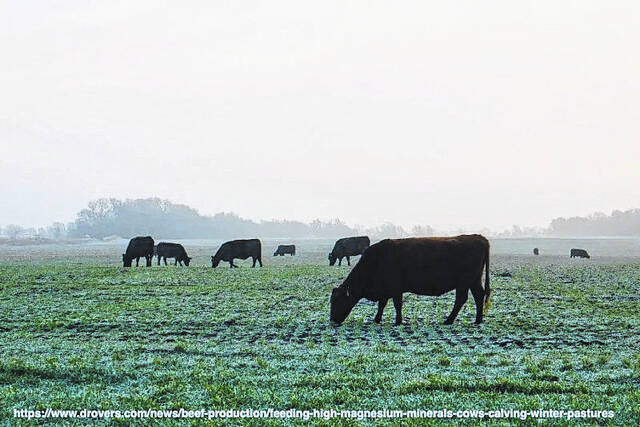 According to livestock agent Paul Gonzalez, cattle farmers also need to become grass farmers to help lower costs and improve their herds health.
                                 Courtesy photo
