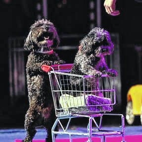 Puppy Pals Live features adopted and rescued dogs performing a variety of fun stunts and tricks.
Courtesy photos | Puppy Pals Live