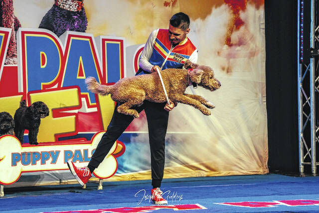 During Puppy Pals Live, adopted and rescued dogs perform a series of stunts and tricks such as jumping through hoops, seen here.
Courtesy photos | Puppy Pals Live