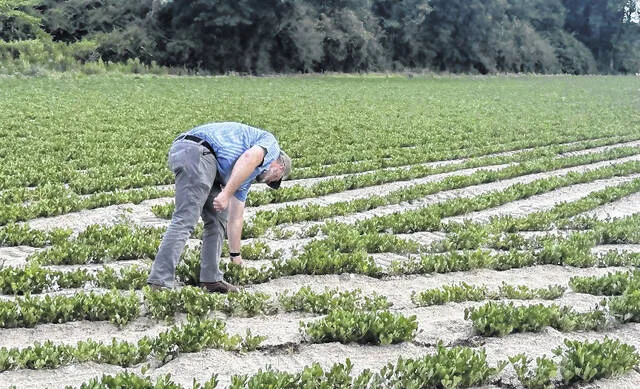 Robert Fann of Fann Farms in Salemburg tends to the Virginia peanuts in the soil.
Trevon McGlone | Sampson Independent