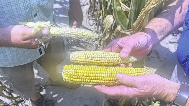 Jarman Sullivan and Jay Sullivan show the difference between what a healthy corn cob looks like and one that has been damaged due to the drought, due to a lack of moisture.
Trevon McGlone | Sampson Independent