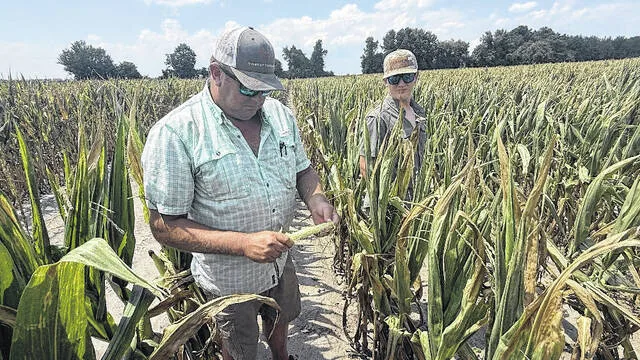 Jarman Sullivan of Sullivan Farms in Faison, alongside his son Will, walks through one of the cornfields on their farm. Jarman is holding one of the damaged feeder corn cobs from the corn crops due to the statewide drought thats been going on for almost a year.
Trevon McGlone | Sampson Independent