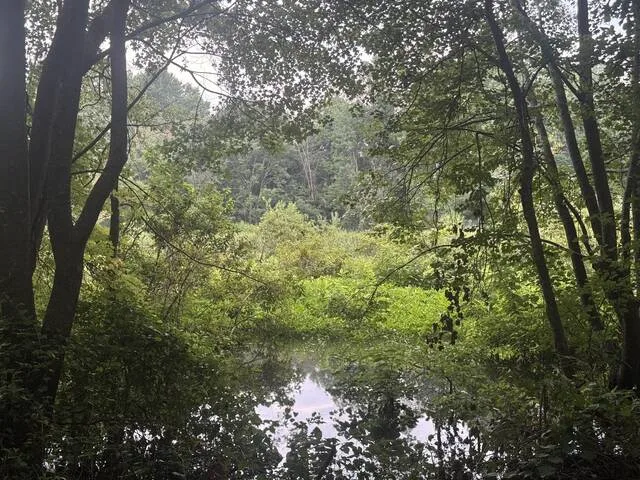 The Coharie River water levels have been extremely low recently due to a lack of rain, forcing a pause on Coharie kayak tours along the river.
                                 Dylan Atwood | Sampson Independent