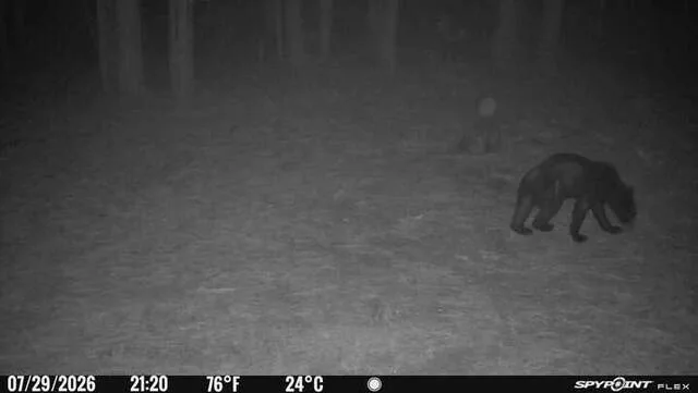 Ron Ballards camera caught a siting of the bear on July 29.
Courtesy Photo