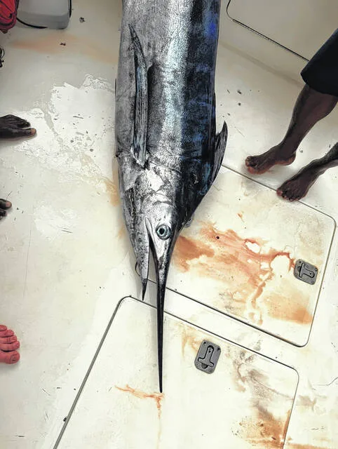 A photo of a portion of the gigantic blue marlin, weighing in at 490 pounds, that Mintz Christian Academys Lottie Davis reeled in back on Aug. 6.
Courtesy photo | Matthew Davis